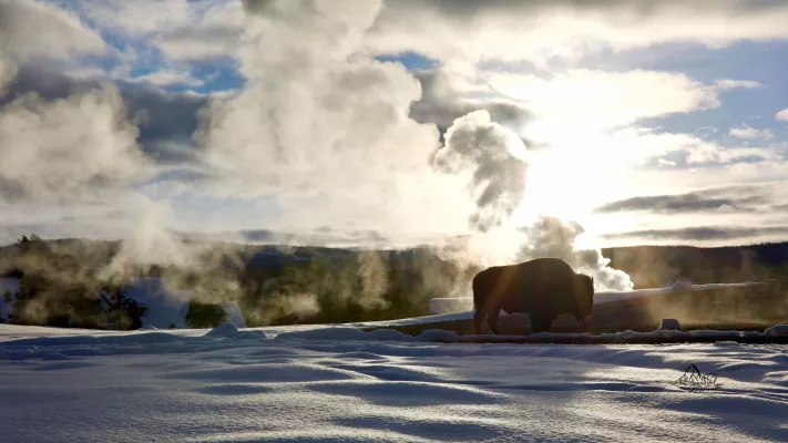 Conférence privée sur le YellowStone en hiver